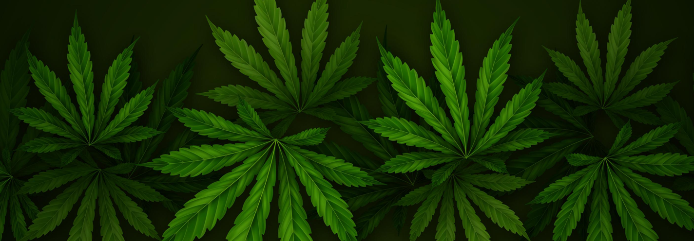 Several green cannabis leaves are arranged against a dark background. The leaves are detailed, showing serrated edges and a symmetrical pattern. The overall tone is vibrant, highlighting the distinct shapes and textures of the leaves.