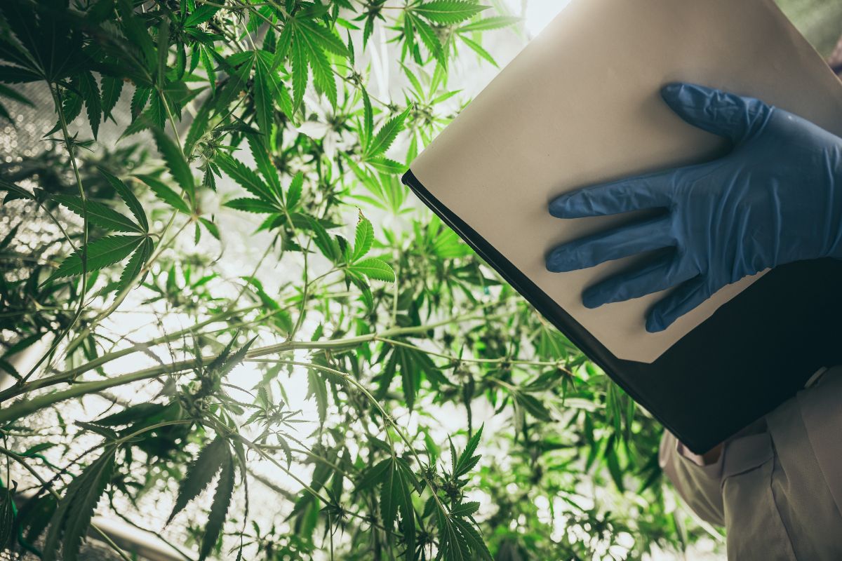 An expert growing THCA flowers