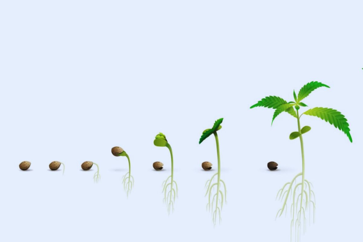 Growing stages - Marijuana THCA Flower