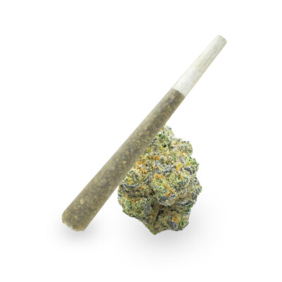 A Gary Payton THCa Pre-Roll - 1g is angled elegantly against a dense cannabis bud on a plain white background, showcasing frosty green and orange hues.