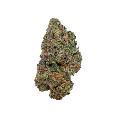 A close-up of a Gary Payton THCa Pre-Roll - 1g cannabis bud against a white background showcases its dense structure. The trichome-covered bud displays visible orange hairs with green and purple hues, indicating a mature flower rich in THCa.