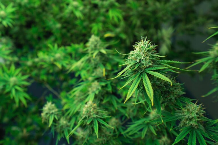 A cannabis flower with high amount pf thc in it grown in a field