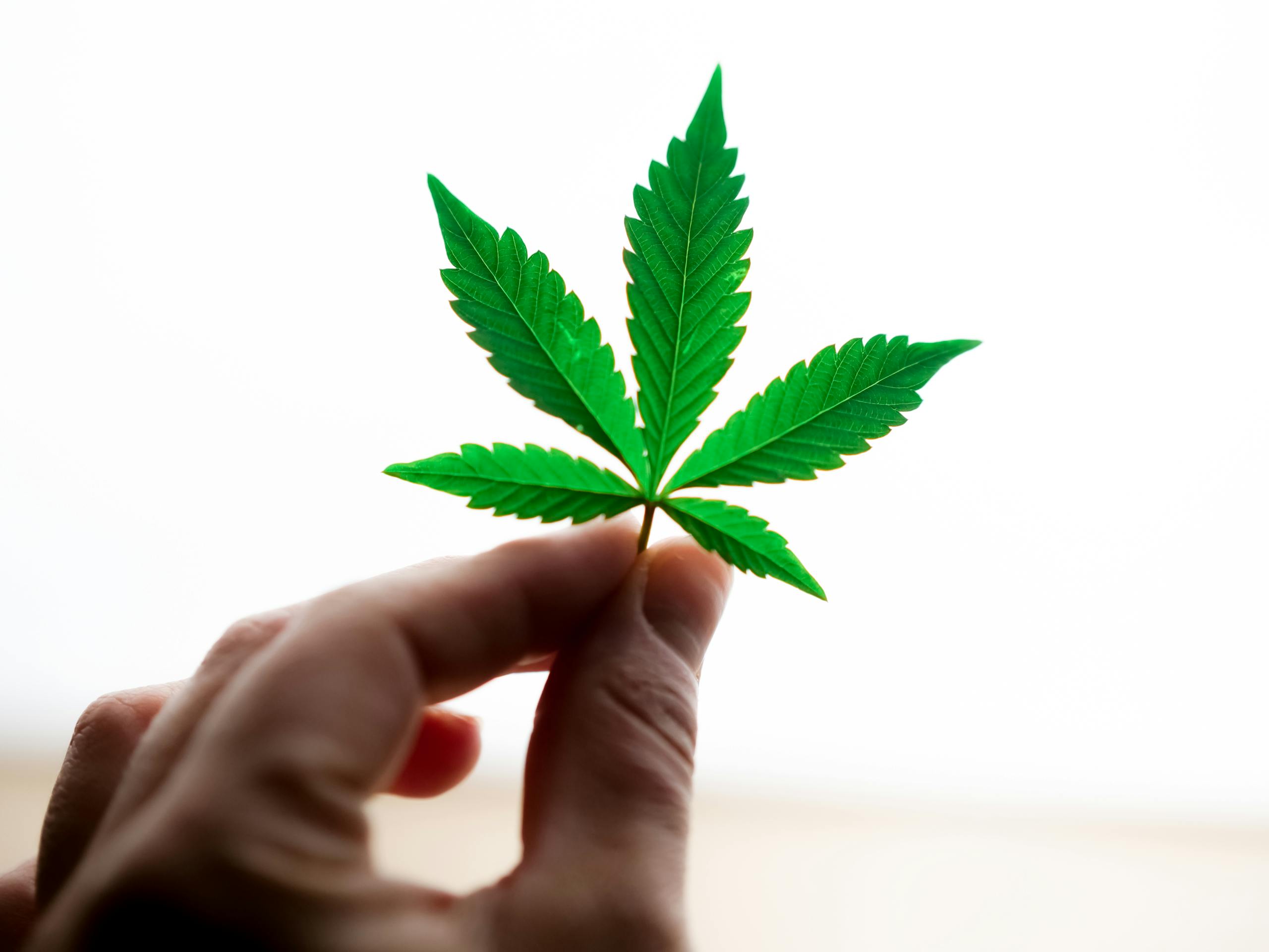 A detailed view of a hand holding a vibrant green cannabis leaf on a bright white background.